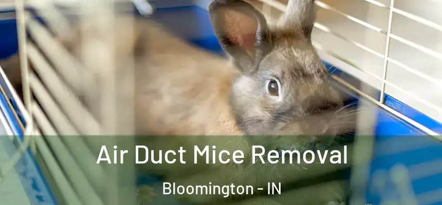 Air Duct Mice Removal Bloomington - IN
