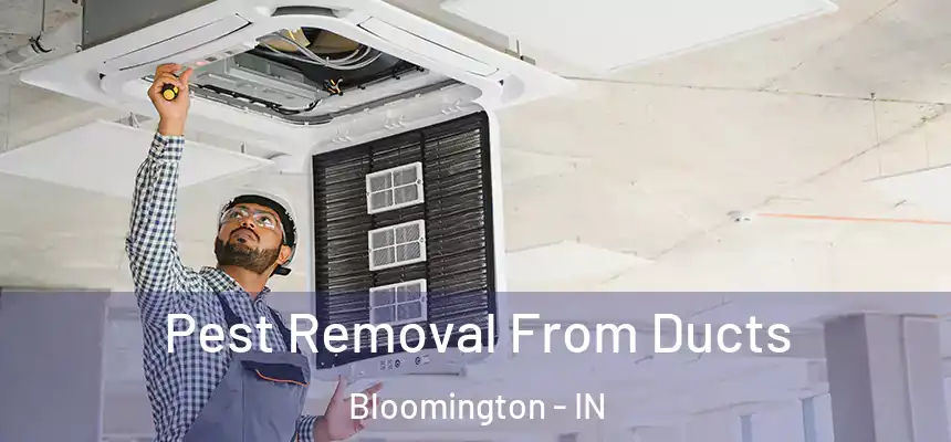 Pest Removal From Ducts Bloomington - IN